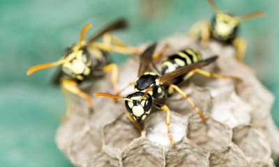 Wasps.jpg