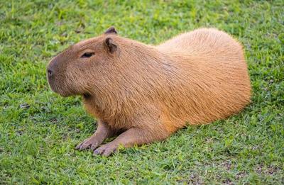 capybara.jpg