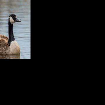 A goose in your yard could get you sued in Michigan