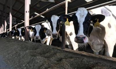 LaBelleDairy.jpg