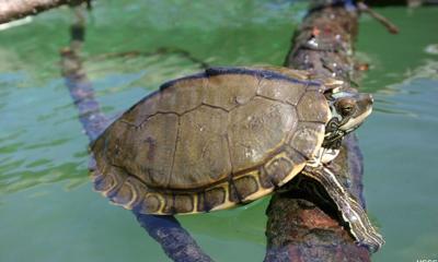 Pearl River Map Turtle
