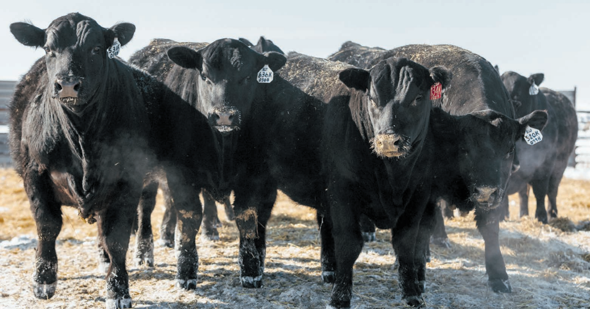 Hilltop Angus Ranch holds best production sale to date | News ...