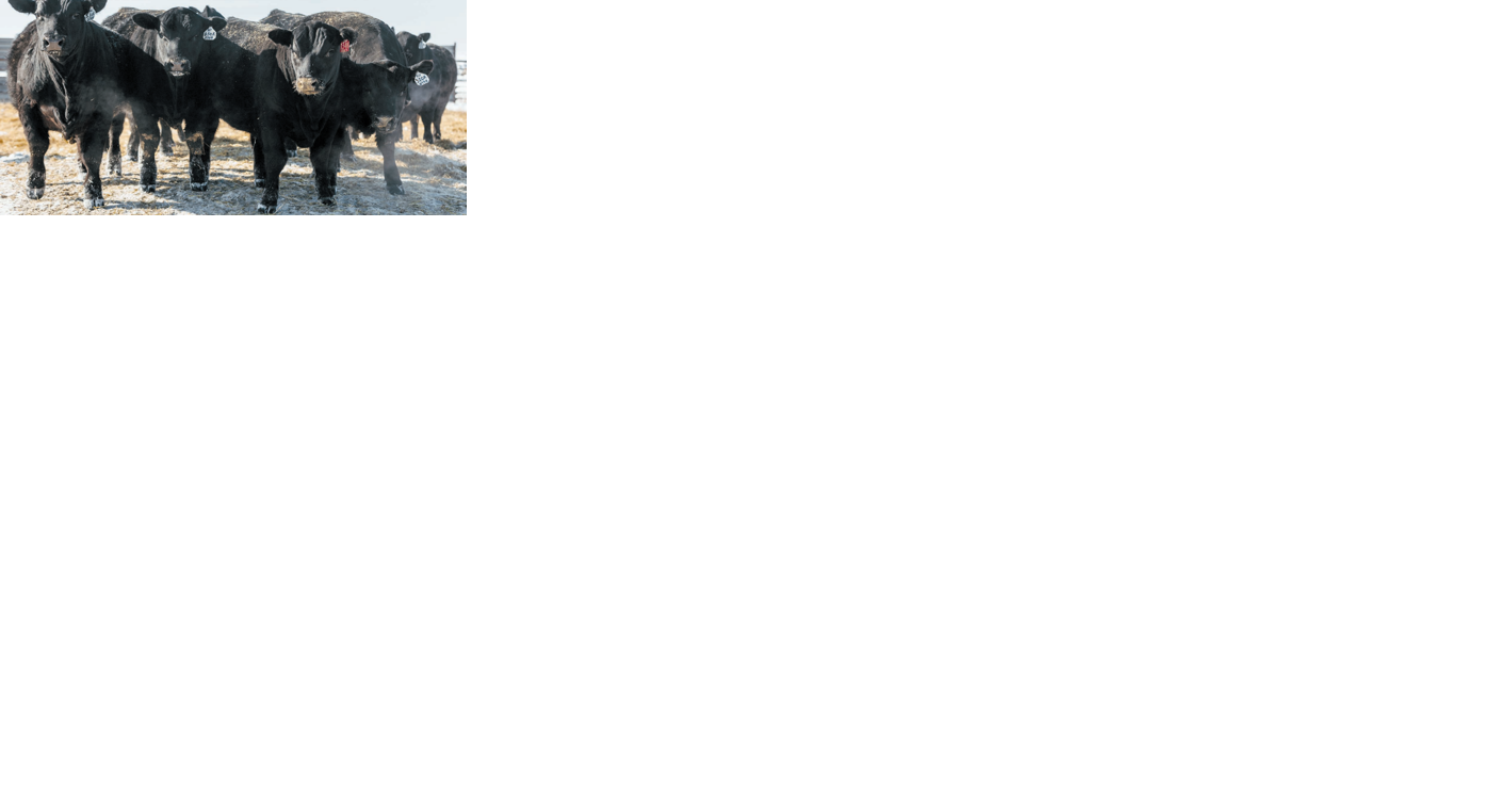 Hilltop Angus Ranch holds best production sale to date - Vimarsana News