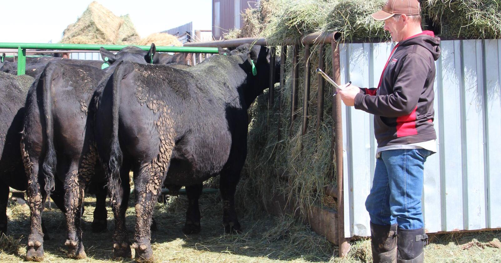 Carr sale wraps up area bull sales - Vimarsana News