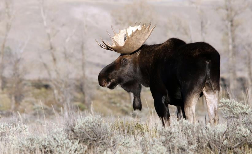 Central Montana may see growing moose population