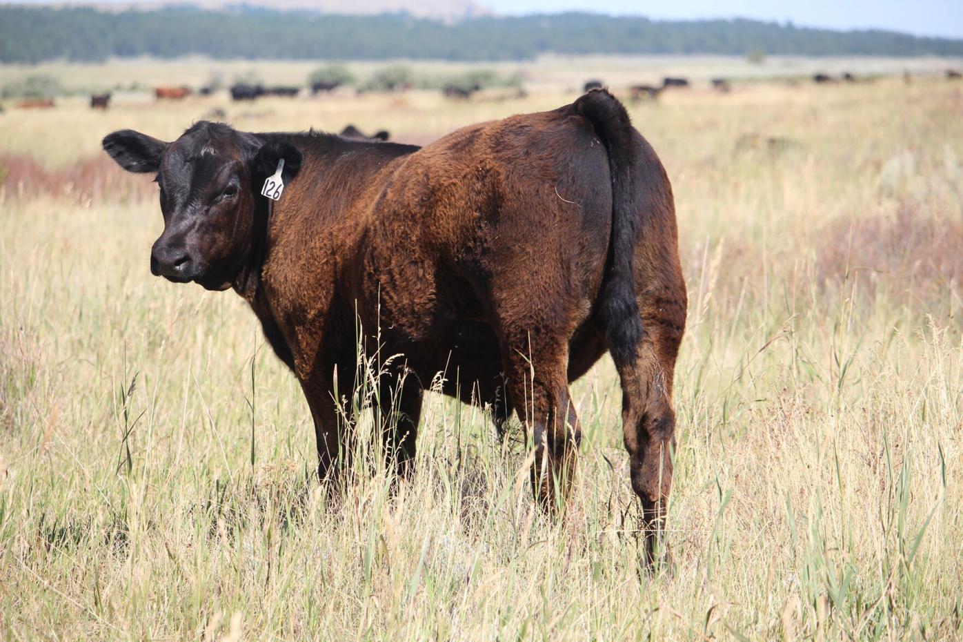 Louisiana Bill of Sale for Branded Cattle - Bill Sale Cattle