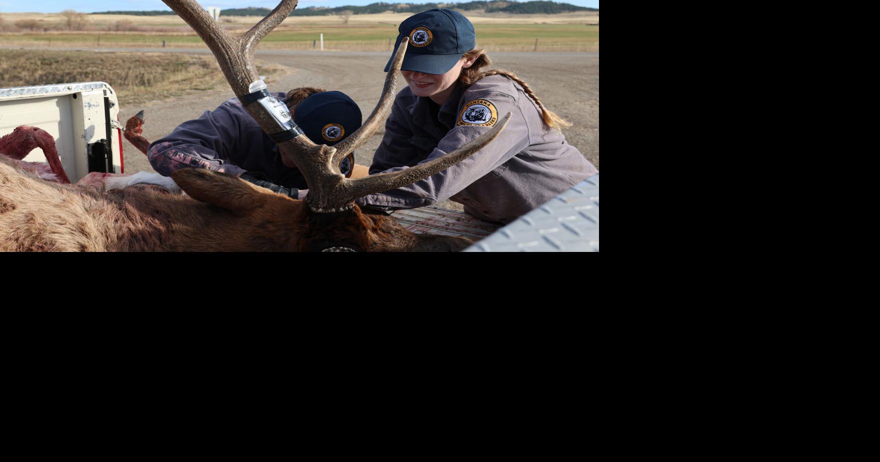 An island in a sea of CWD | News | lewistownnews.com