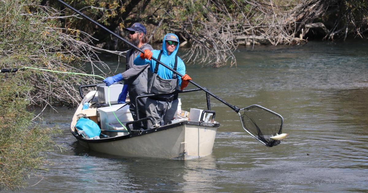 Fish Shaocking A shocking way to assess fish populations | News | lewistownnews.com
