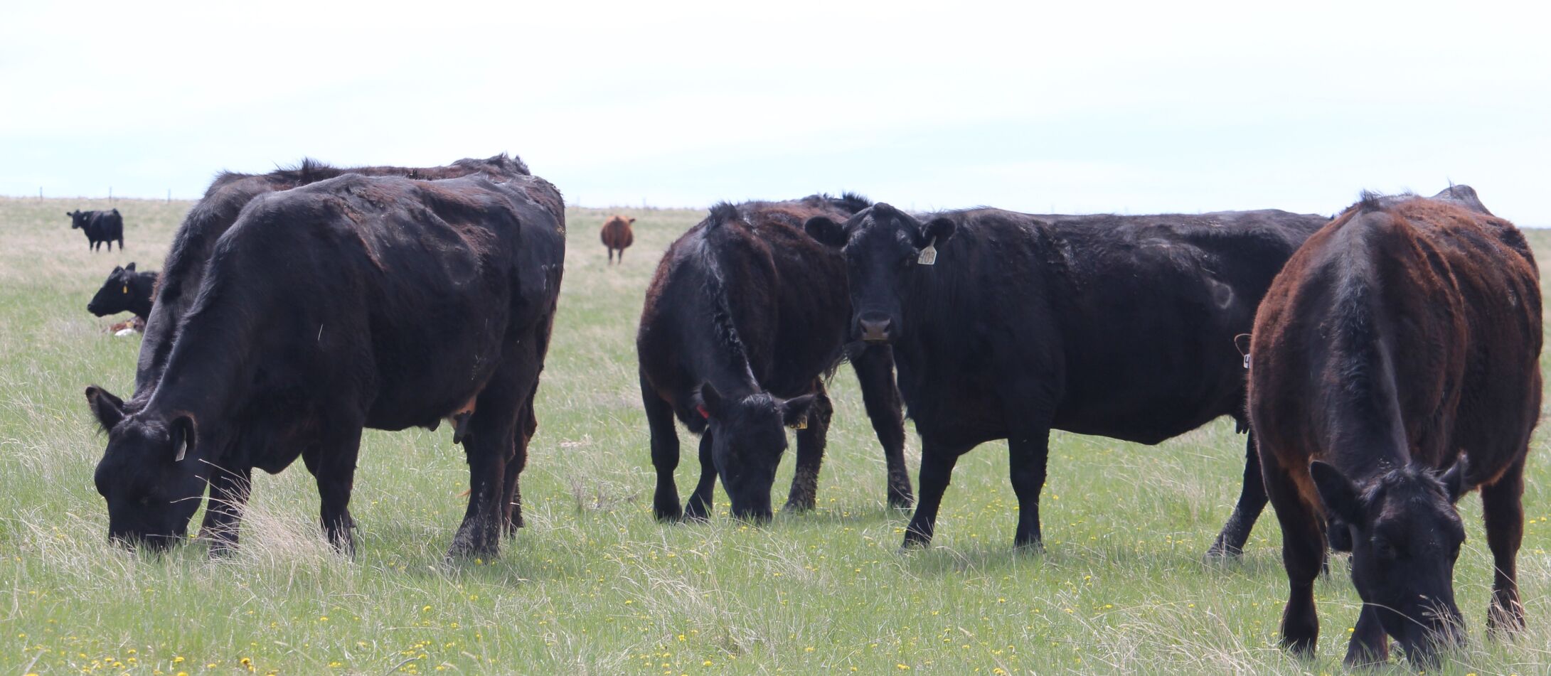 Cows on grass