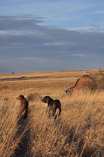 Dogs In February Fifth warmest February on record continues a trend | News ...
