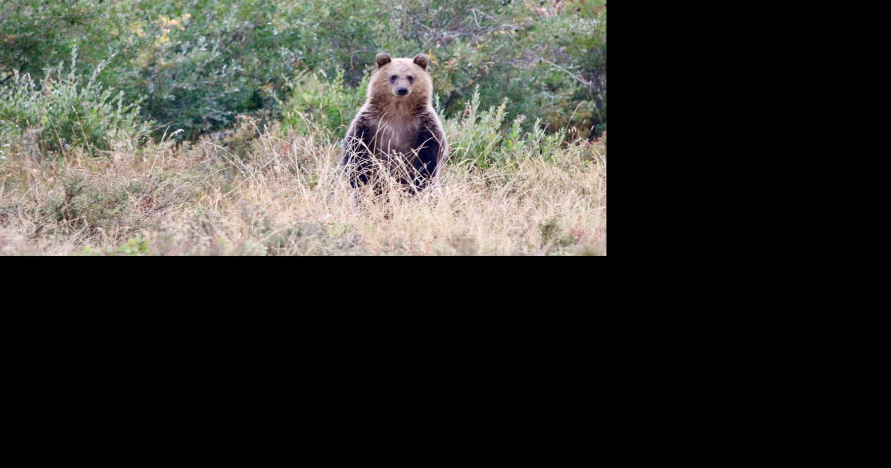 PREDATOR SERIES: Bear Country, Bison County, Cattle County: Ranching near wildlife reserve as grizzly bears expand to rangeland