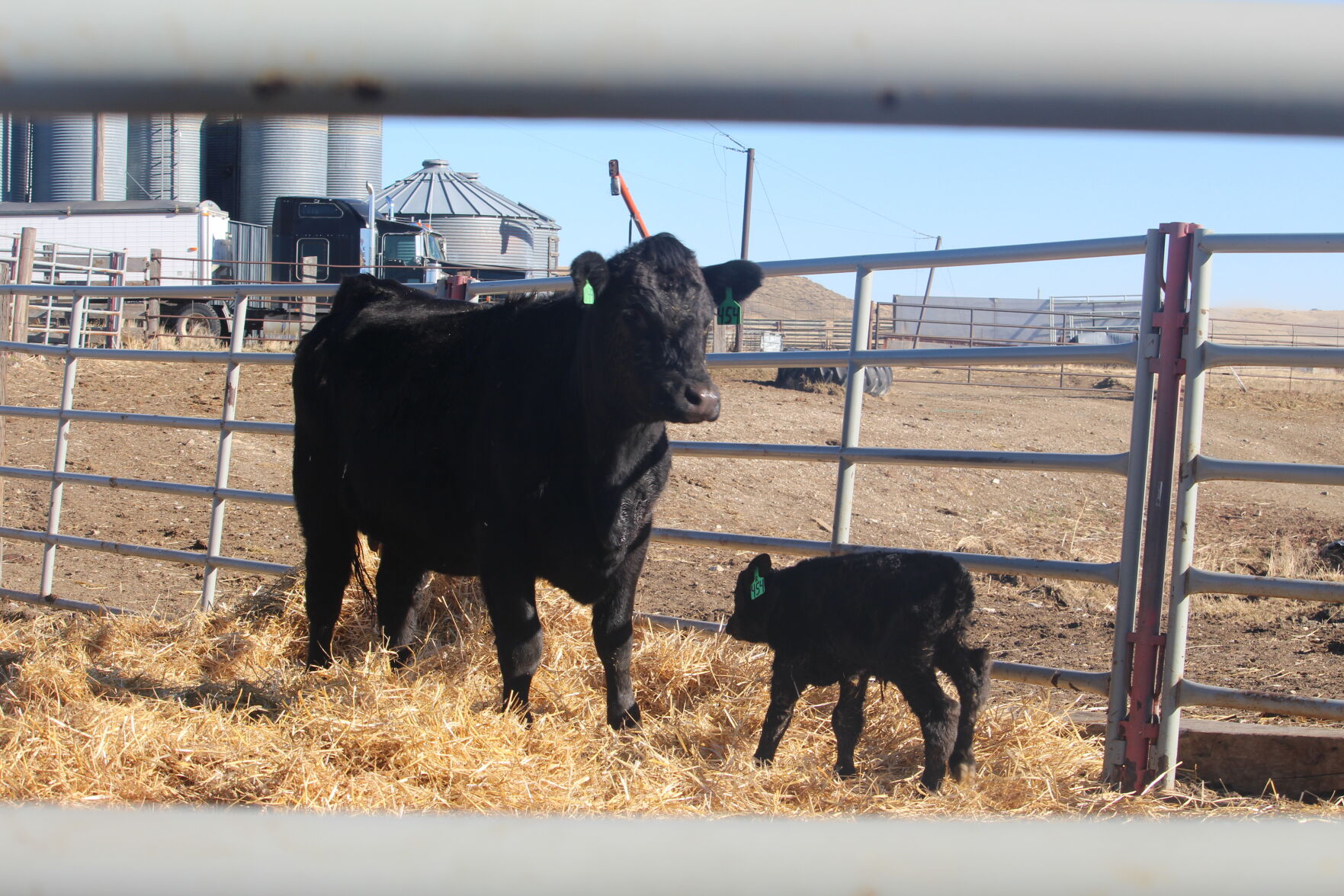 Cattle Inventory U.S. Cattle Inventory -- Herd Expansion or Continued Herd Contraction ...