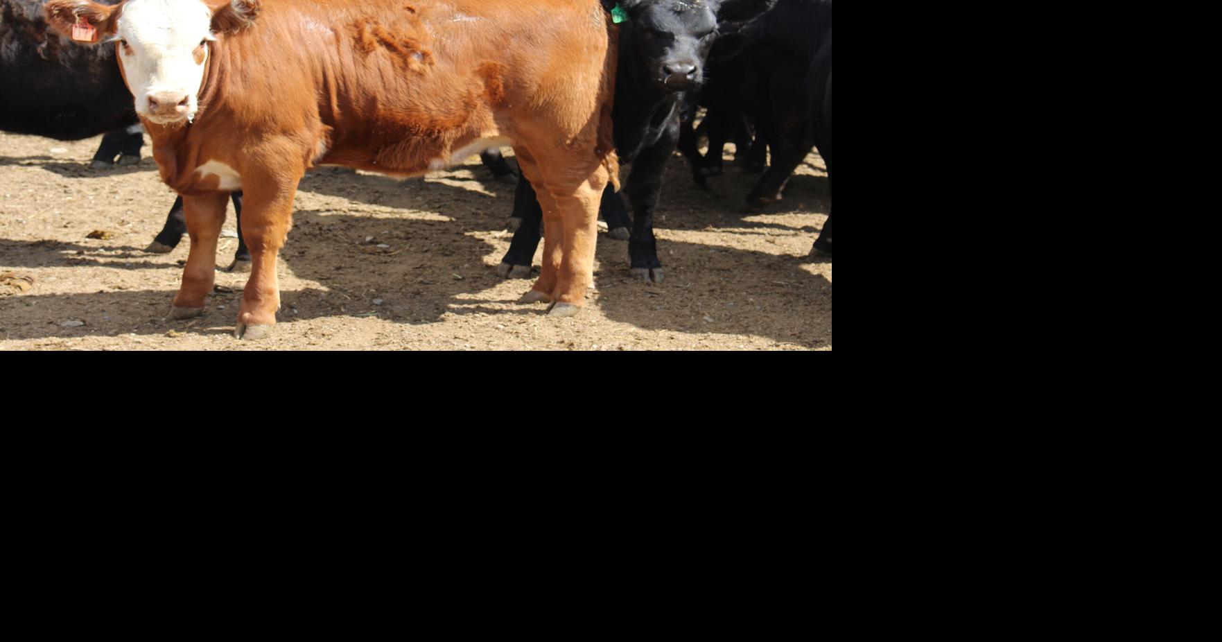 MSU Looking for Steer Donations for Annual Steer-A-Year Program