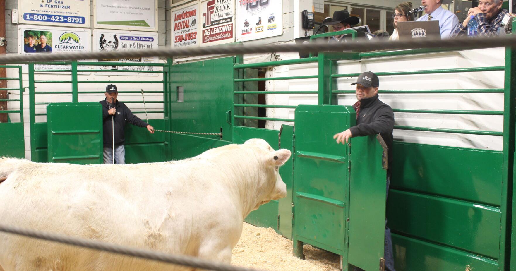 Brevigs hold Cattleman's Value Bull Sale | News - Vimarsana News