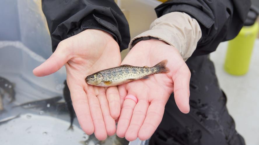 Annual fin clipping held at Lewistown Fish Hatchery News
