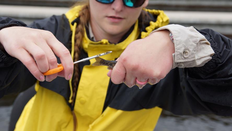 Annual fin clipping held at Lewistown Fish Hatchery News