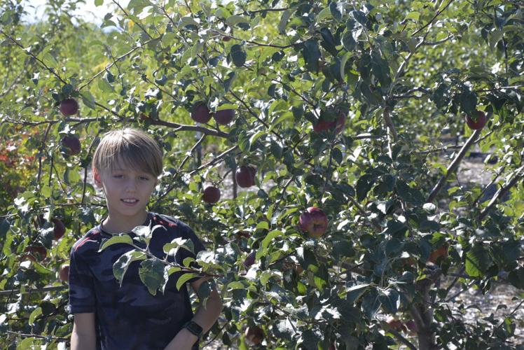 Fruits of labor Orchard tour offers insight into growing fruit trees