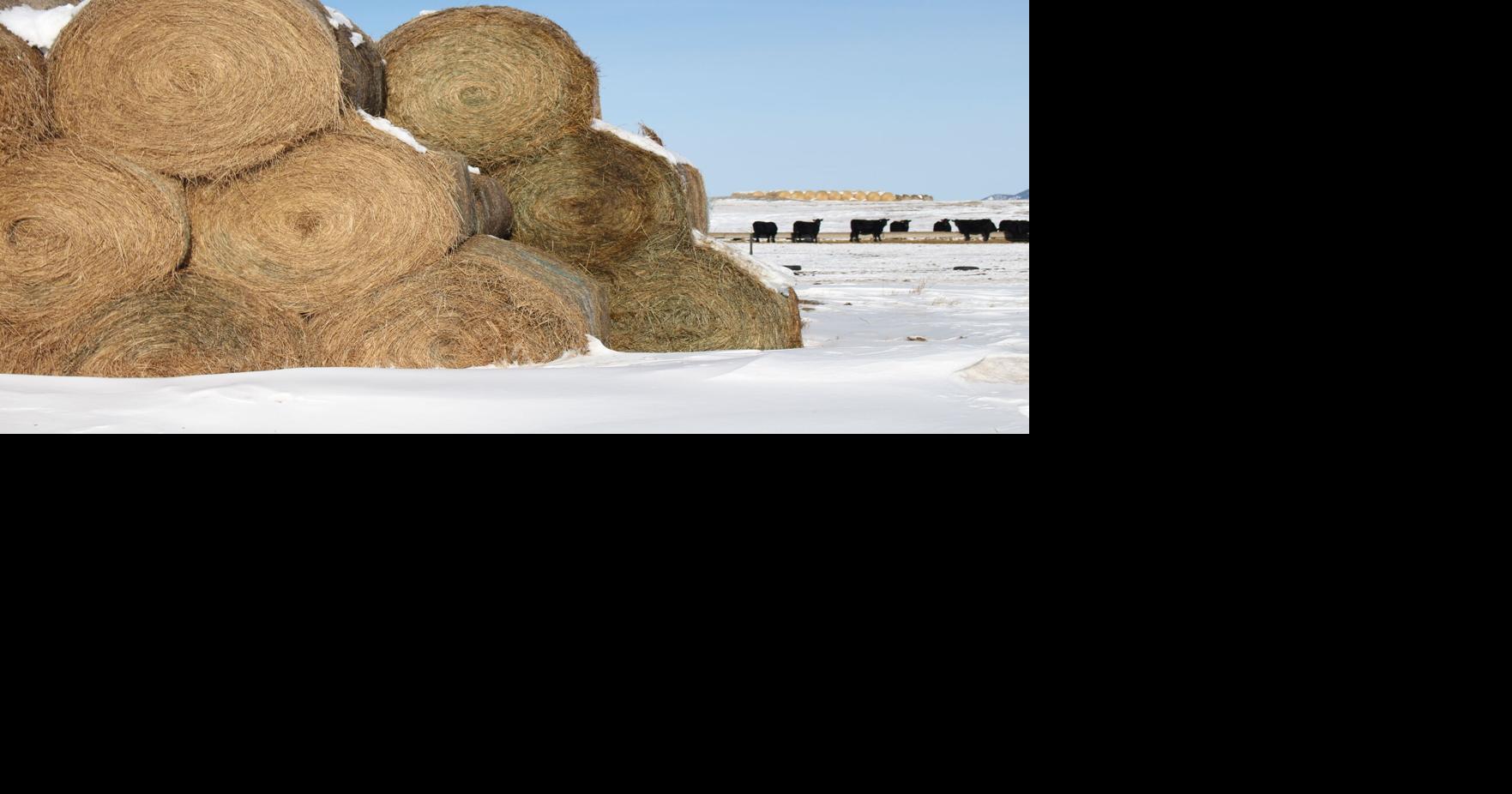 Nation's hay stocks lowest on record since 1973 News