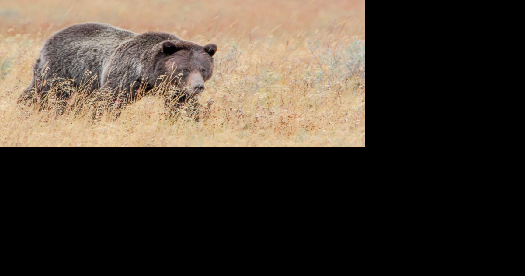 Predators on the Prairie | Biology | lewistownnews.com