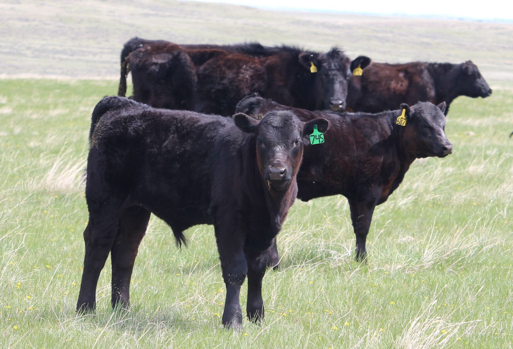 Cows and calves