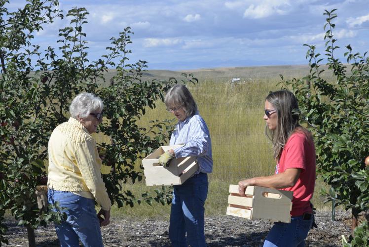 Fruits of labor Orchard tour offers insight into growing fruit trees