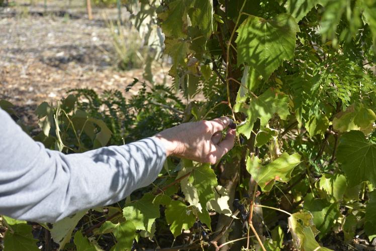 Fruits of labor Orchard tour offers insight into growing fruit trees