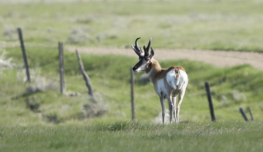 Antelope along fenceline