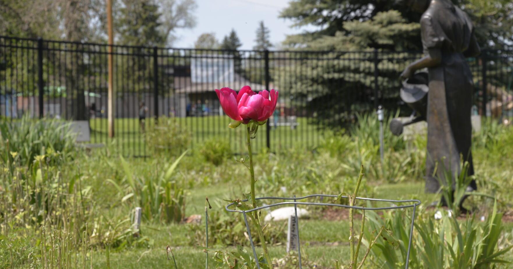 Labyrinth Garden recovering from hail damage - Vimarsana News
