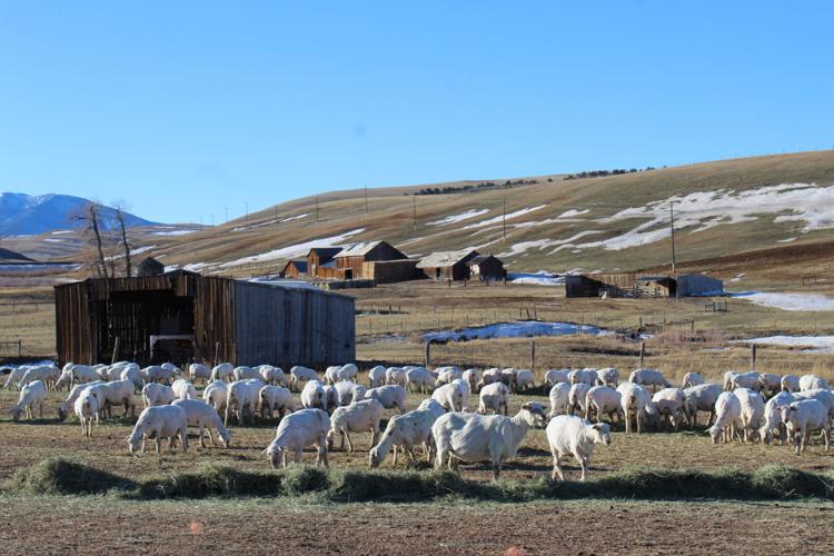 Shearing Sheep