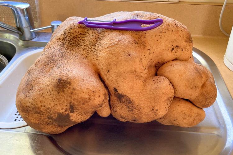 New Zealand No Potato
