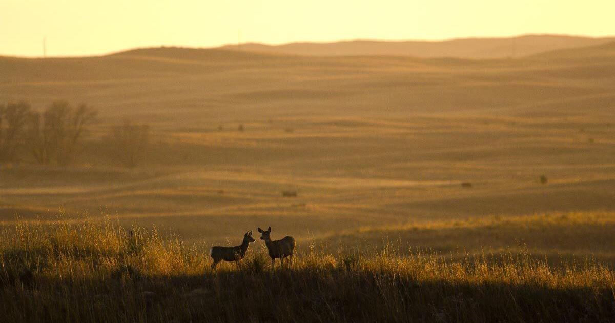 Owner of Nebraska hunting business federally indicted - Vimarsana News
