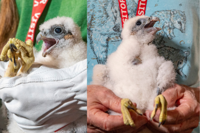OPPD peregrine falcon chicks