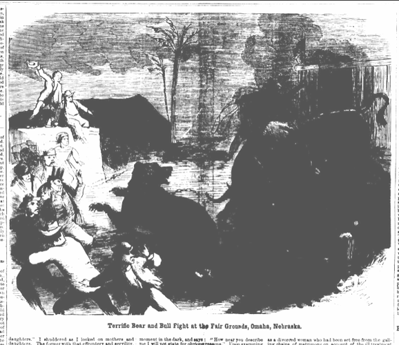 National Police Gazette illustration of Omaha bear-bull fight 1867