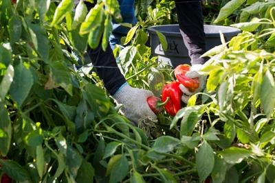 US-NEWS-HEALTH-FARMWORKERS-INSURANCE-FILEPIC-KHN