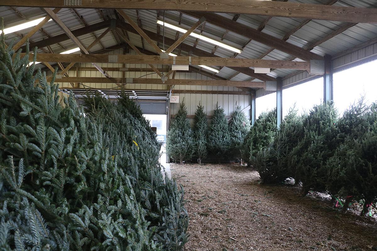 Lexington Plum Creekers Kiwanis selling fresh Christmas trees at the