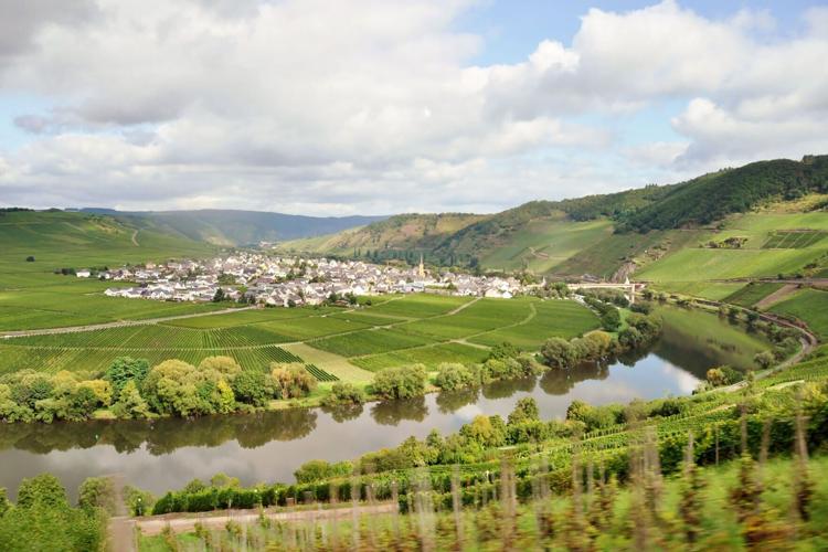 The vineyard-lined Moselle river in Germany is known for its beauty - and its fish.