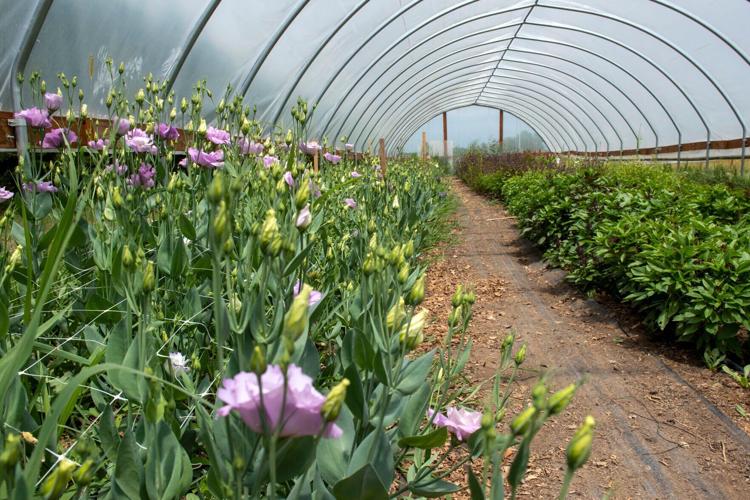 West Mill Flowers, 7.1