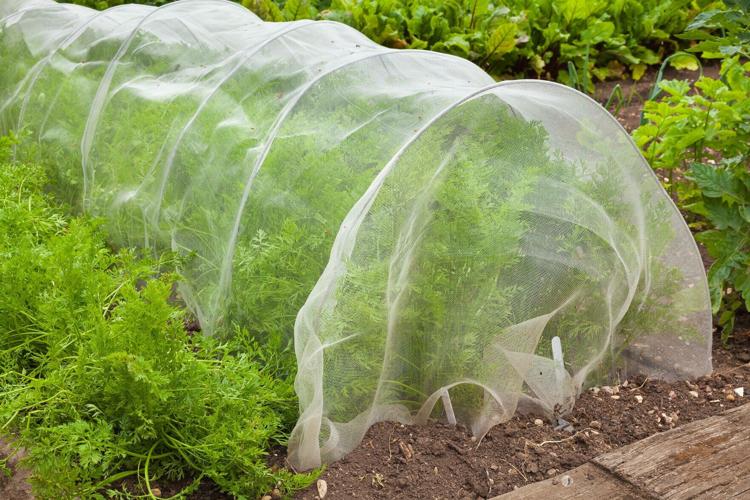 Plant netting