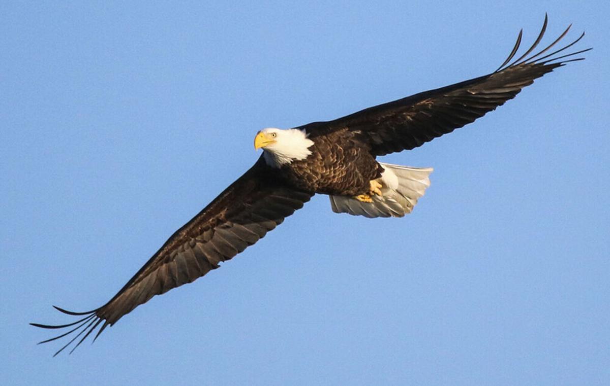 122323-lex-new-eagles-p1