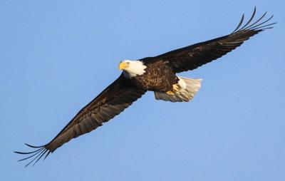 122323-lex-new-eagles-p1