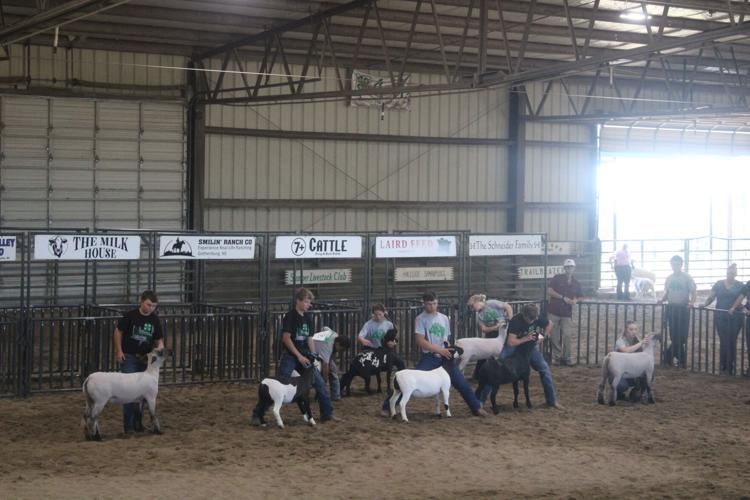 Breeding Sheep Show champion selection