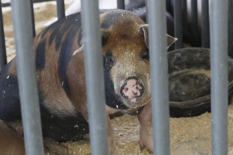 072324-lex-new-swine-p9