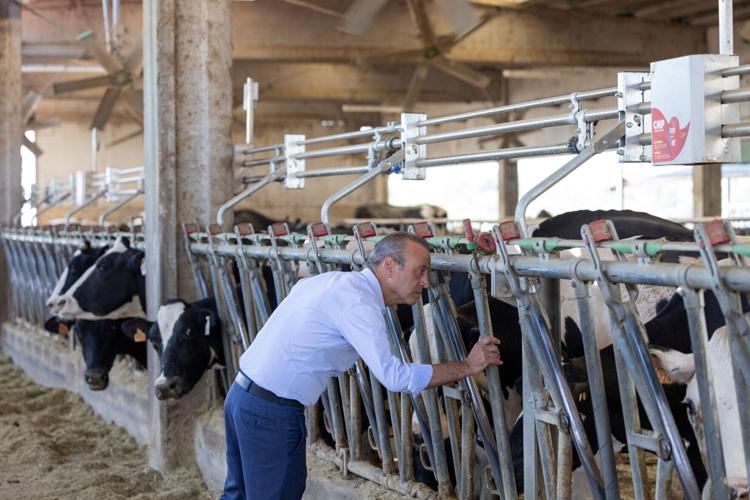 Extreme heat threatens Italy's Parmesan heartland
