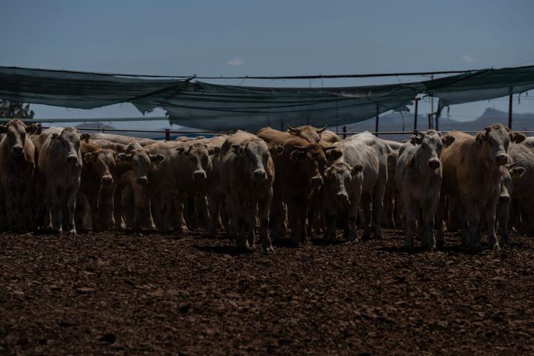 Cattle are inspected by a Mexican veterinarian at the Unión Ganadera Regional de Sonora export facility in Agua Prieta, Sonora, on Aug. 24, 2026, before being prepared for export to Douglas, Ariz. The inspections are part of a binational animal health pro