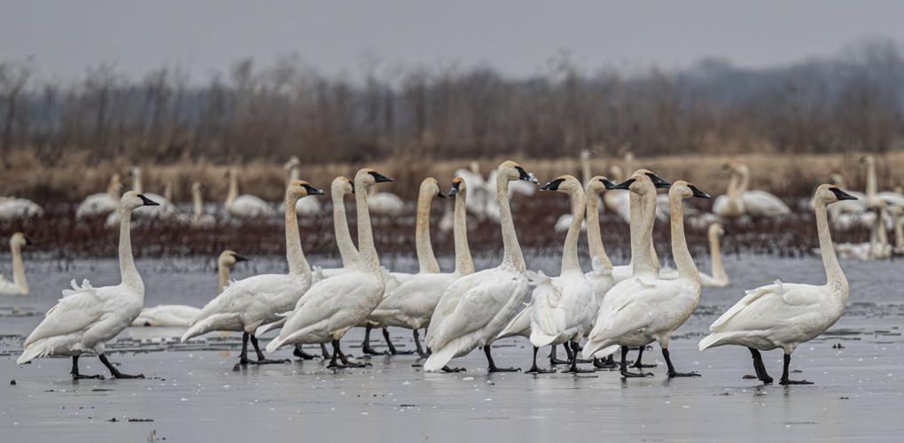 Trumpeter Swan group on ice.jpg
