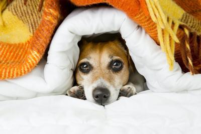 Frightened dog in storm