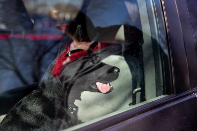 20200322_new_animals_ar15