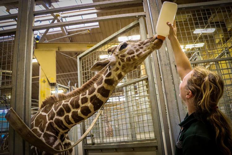 Hope Bottle Feed - Miranda Weldon Senior Hoofstock Keeper.jpg