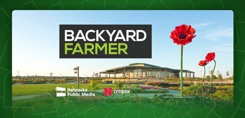 Backyard Farmer Live Recording