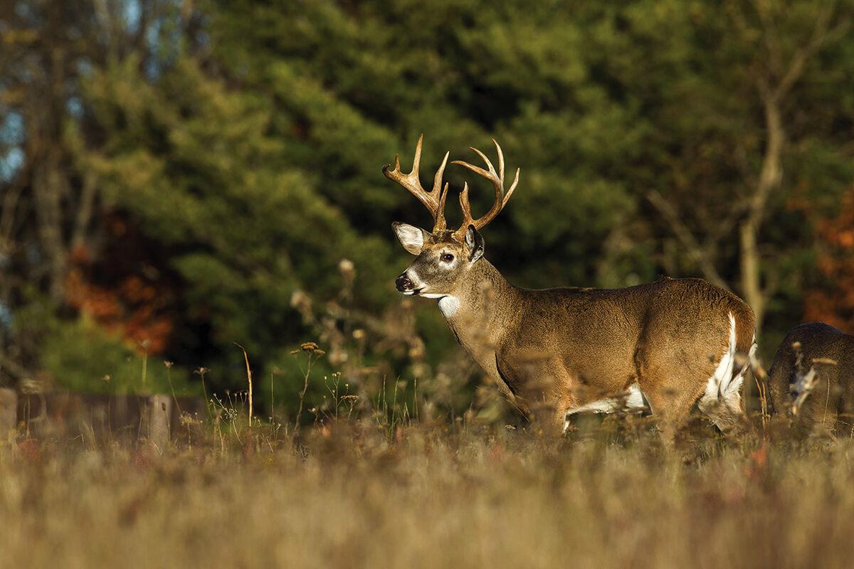 Buck